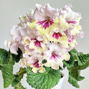 苦苣苔堇兰~大不列颠（叶片少的品种）大花室内耐阴多季节开花