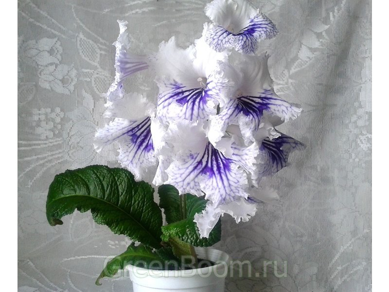 苦苣苔进口堇兰：Filip菲利普，大花，多季节开花多年生图片