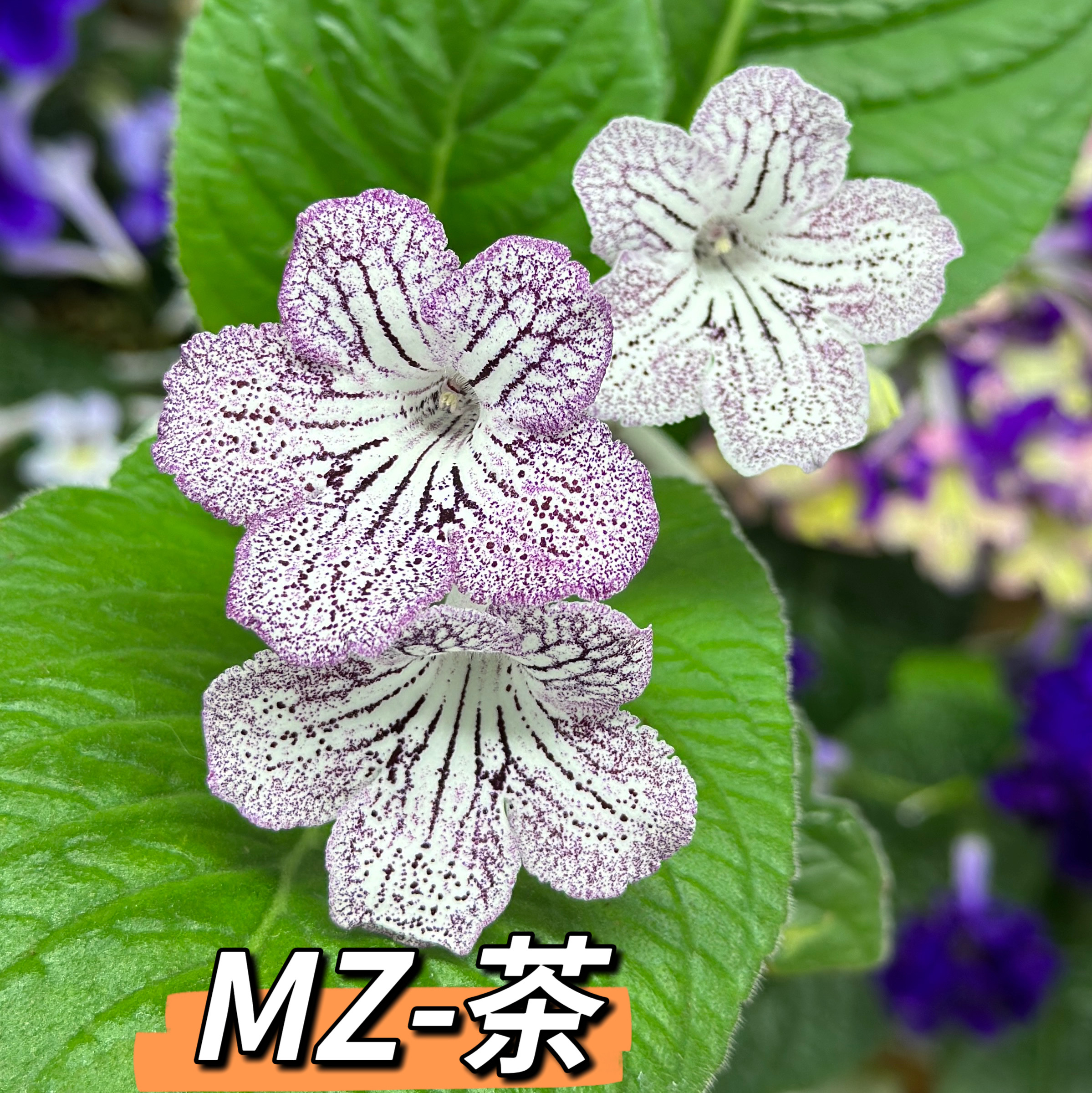 苦苣苔堇兰：MZ-茶，室内耐荫多季节开花多年前草本植物