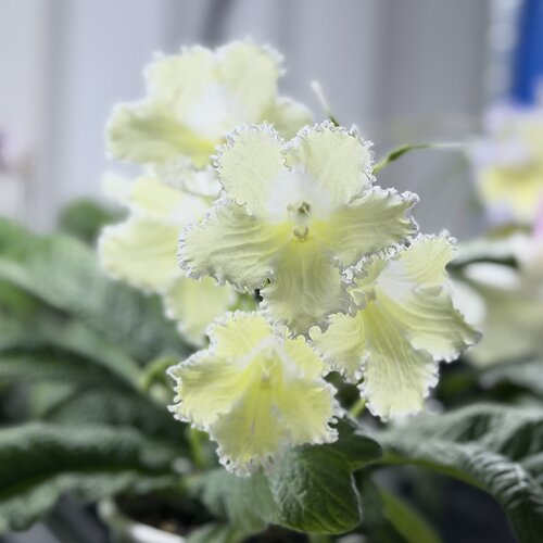 苦苣苔堇兰：MZ-橘子汽水（苗小慎拍）室内耐荫多季节开花多年生