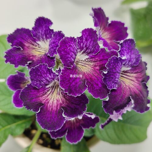 苦苣苔堇兰~MZ-梦，丰花爆花，室内耐阴四季开花