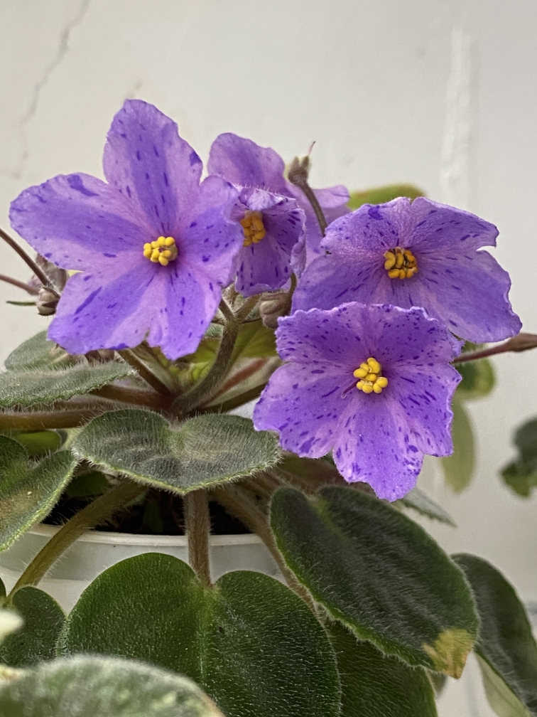 G111苦苣苔非洲堇：长腿萨利，标注十字花缟花紫罗兰