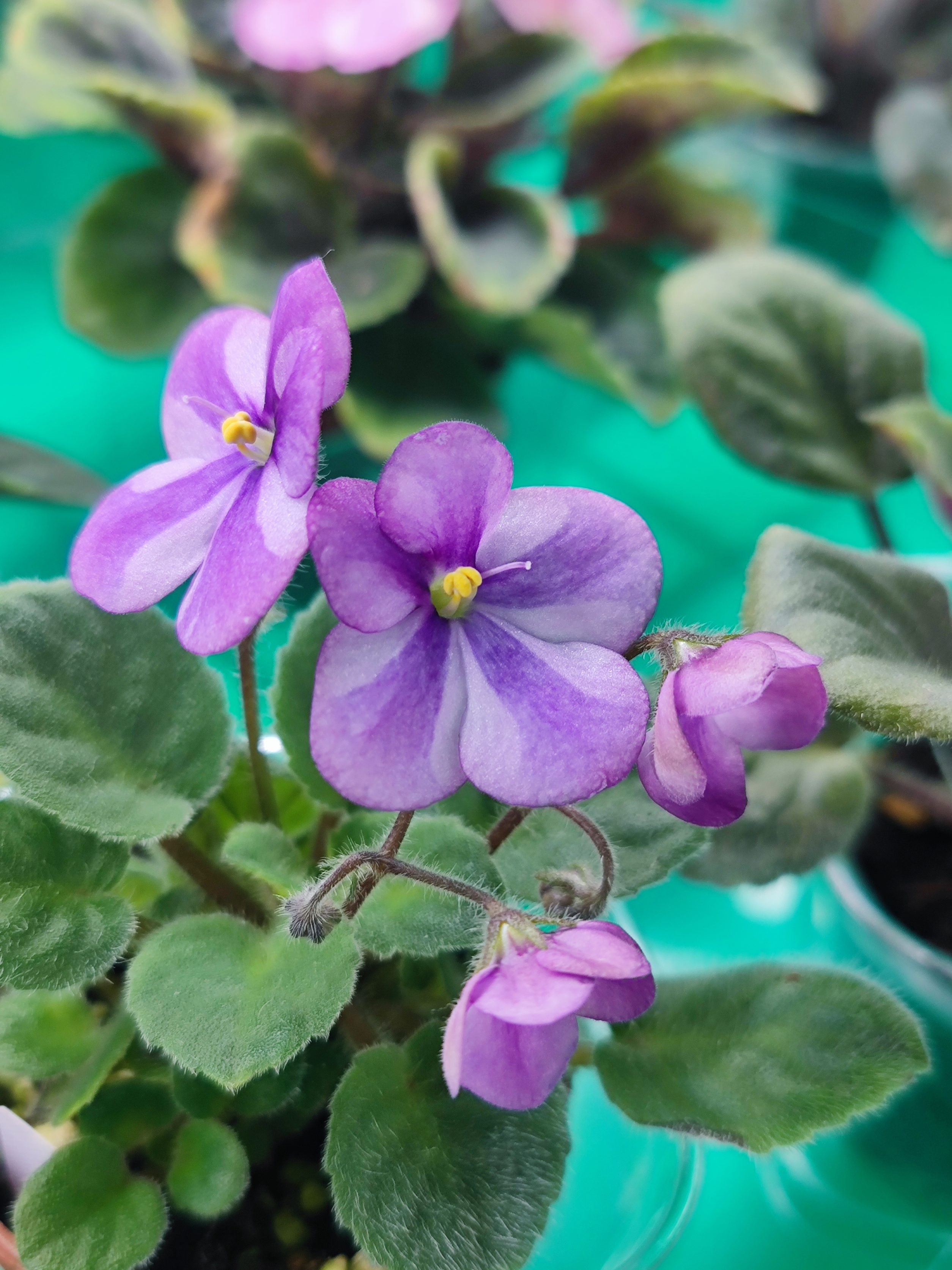 G117苦苣苔非洲堇缟花：丰布鲁格（迷你悬垂）室内耐阴四季开花