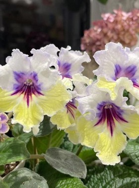 苦苣苔进口堇兰~崔斯坦tristan，室内耐阴四季开花