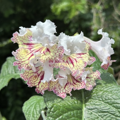 苦苣苔堇兰：6076，室内耐阴多季节开花多年生草本植物