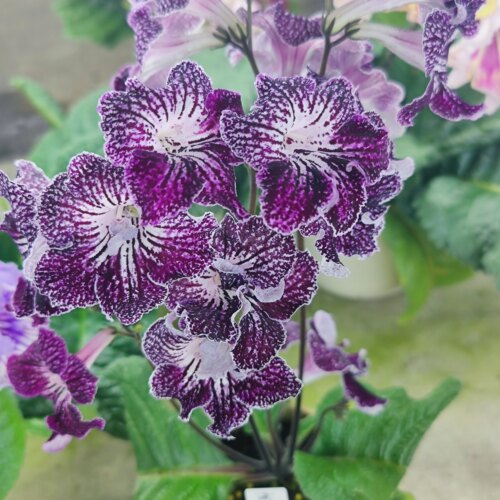 苦苣苔堇兰：帕芙琳，室内耐荫四季开花多年生草本