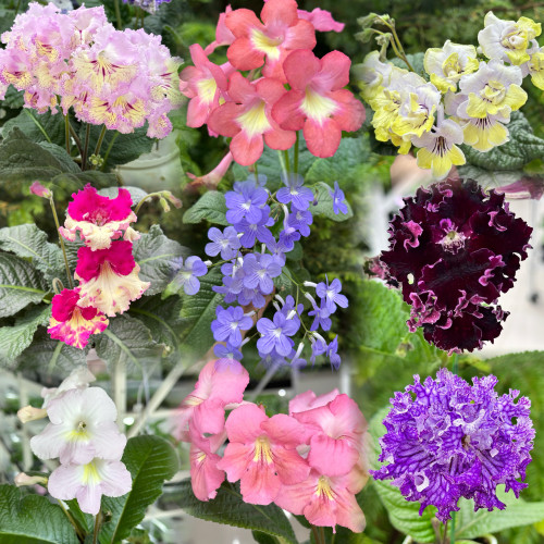 苦苣苔堇兰：组合苗，不重复随机品种，不能自选，包鲜活到手