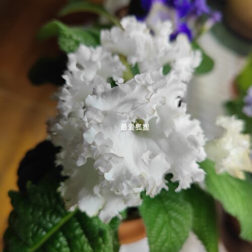 苦苣苔进口堇兰新品~DS-晚会礼服，室内耐阴四季开花