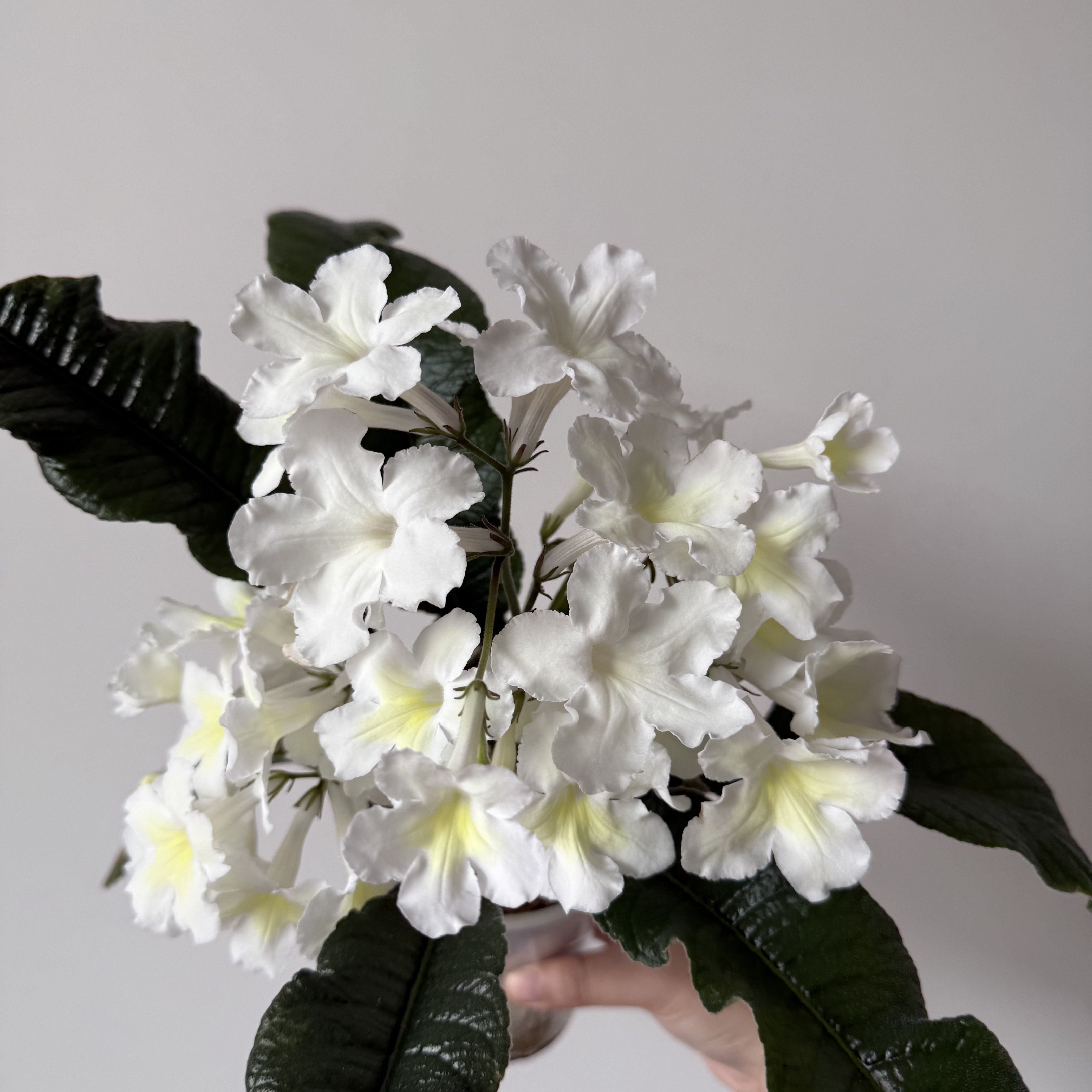 苦苣苔堇兰：柠檬汁，室内耐荫多季节开花多年前草本植物图片