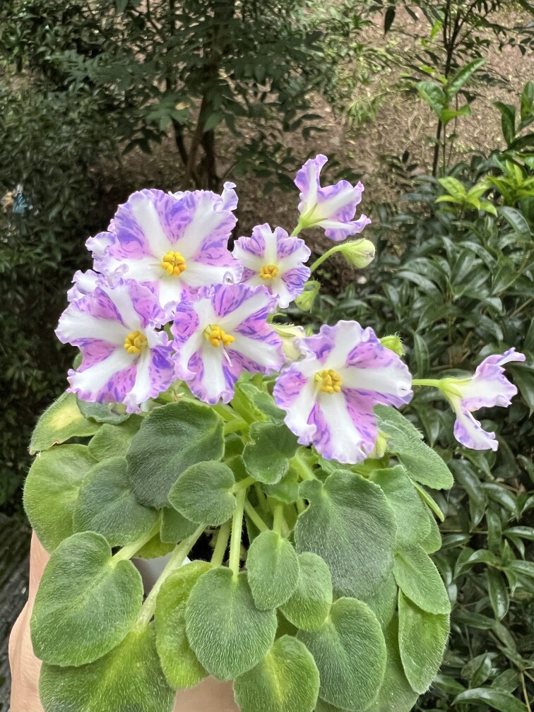 G110苦苣苔非洲堇缟花：玲玲对版苗（迷你）室内耐阴四季开花