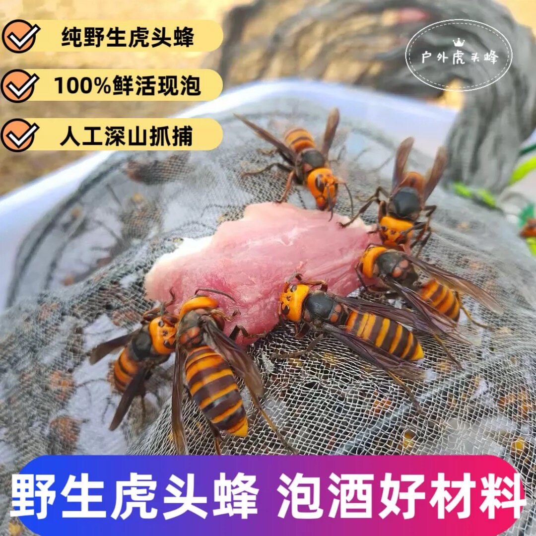 鲜野生大虎头蜂活蜂现泡金环黑尾地蜂胡蜂大黄蜂干货泡酒专用药材