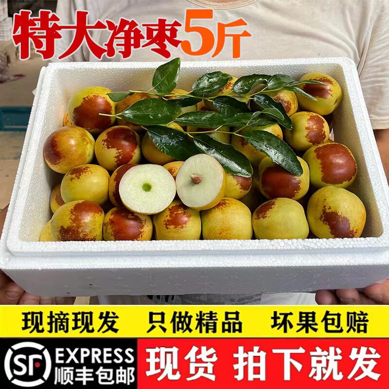 陕西大荔冬枣新鲜冰糖脆甜特大5斤包邮孕妇水果现货当季枣子顺丰