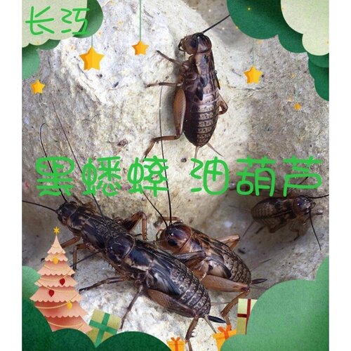油葫芦 大蟋蟀 蛐蛐  活体虫子活虫鸟食饲料包邮