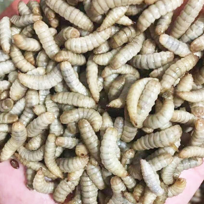 黑水虻活体鱼饵鲫鱼黄尾翘嘴钩鱼台钓饵