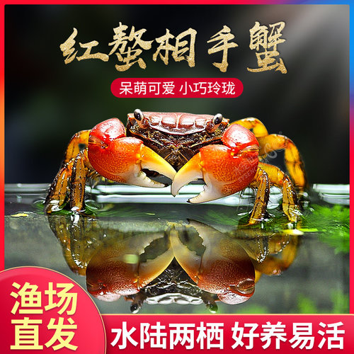 红螯相守蟹招潮蟹相手蟹水族陆缸红手膛臂活体宠物淡水观赏螃蟹