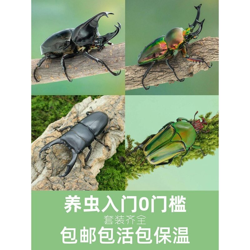 牧野虫社独角仙彩虹锹甲甲虫活体爬宠昆虫宠物幼虫姬兜花金龟