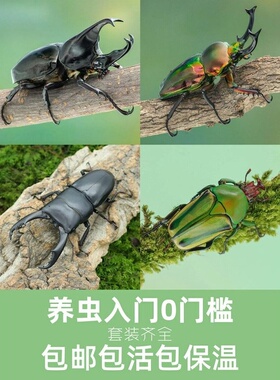 牧野虫社独角仙彩虹锹甲甲虫活体爬宠昆虫宠物幼虫姬兜花金龟