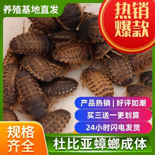 杜比亚蟑螂活体蜥蜴蜘蛛乌龟食物粮厂家直销绿色养殖干净高蛋白