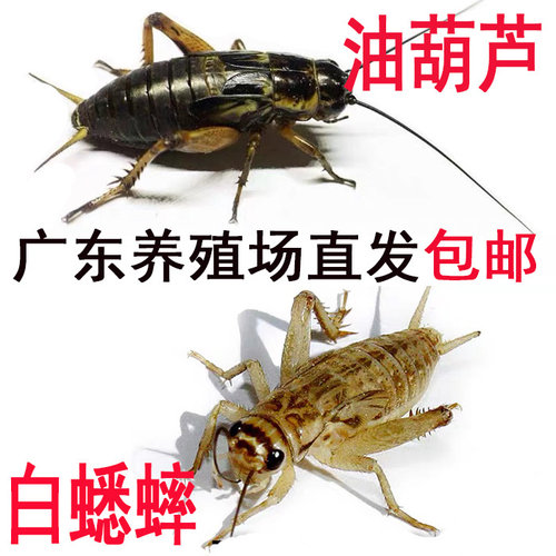 白蟋蟀活物油葫芦蛐蛐爬宠食物活虫蜥蜴蜘蛛角蛙龙鱼龟鸟活体饲料