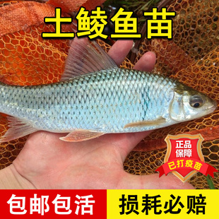 土鲮鱼苗优质鲮鱼苗淡水活体养殖麦鲮鱼泰鲮鱼苗可食用鲮公小鱼苗