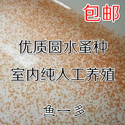 圆水蚤活苗繁殖金鱼观背青鳉斗鱼孔雀鱼虫鱼食鱼苗开口料水蚤养殖
