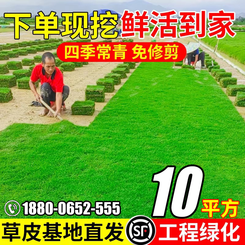 真草坪草皮带土花园庭院植物带泥土马尼拉草四季青果岭百慕大绿化