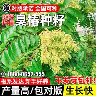 臭椿种子护坡固土草籽工程绿化生态修复边坡复绿耐盐耐碱灌木种籽