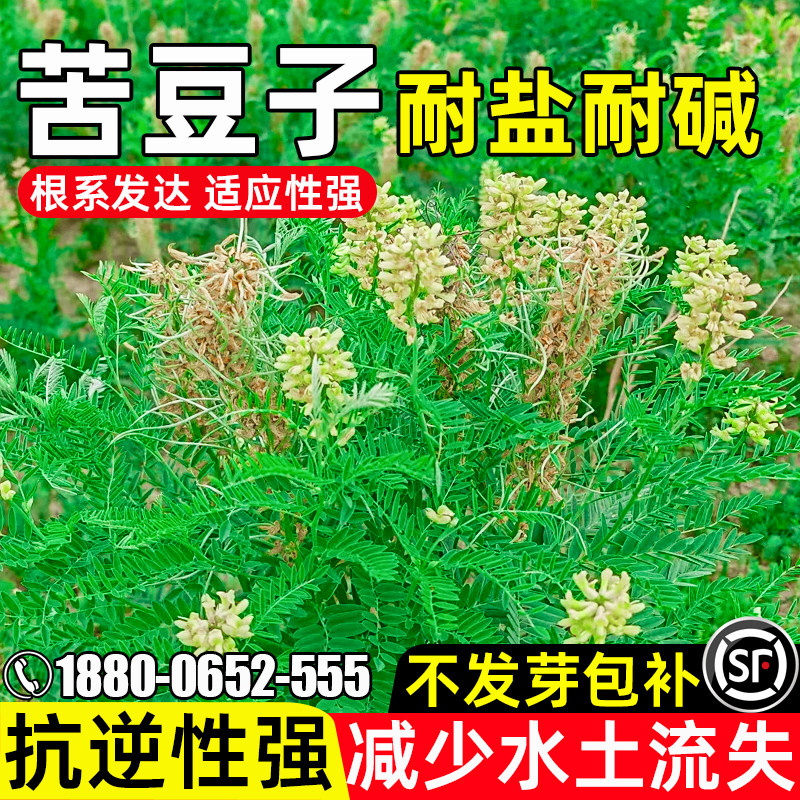 苦豆子生态修复水土保持灌木种籽