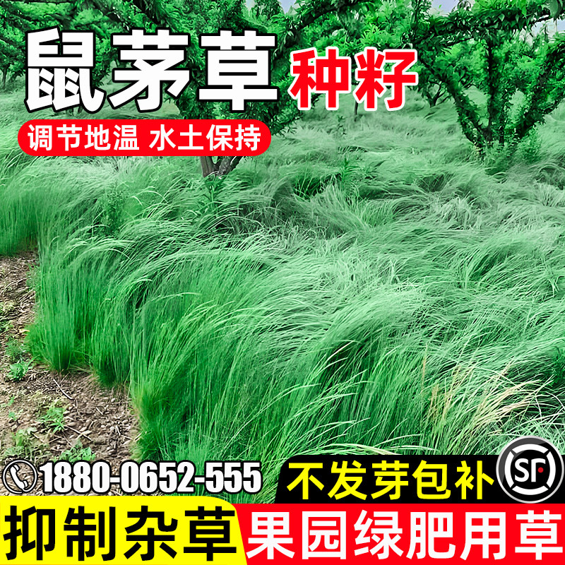 鼠茅草水土保持果园绿肥抑制杂草