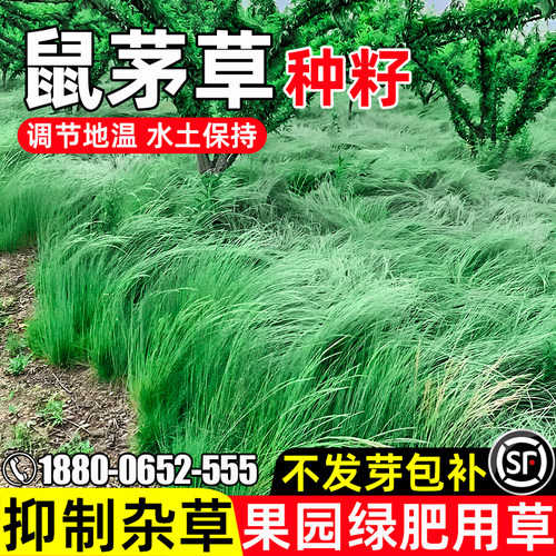 鼠茅草水土保持果园绿肥抑制杂草