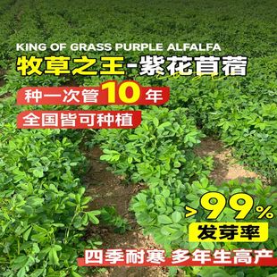 紫花苜蓿草种籽大叶牧草种子兔草鱼草鸡鸭鹅羊牧畜四季高产多年生