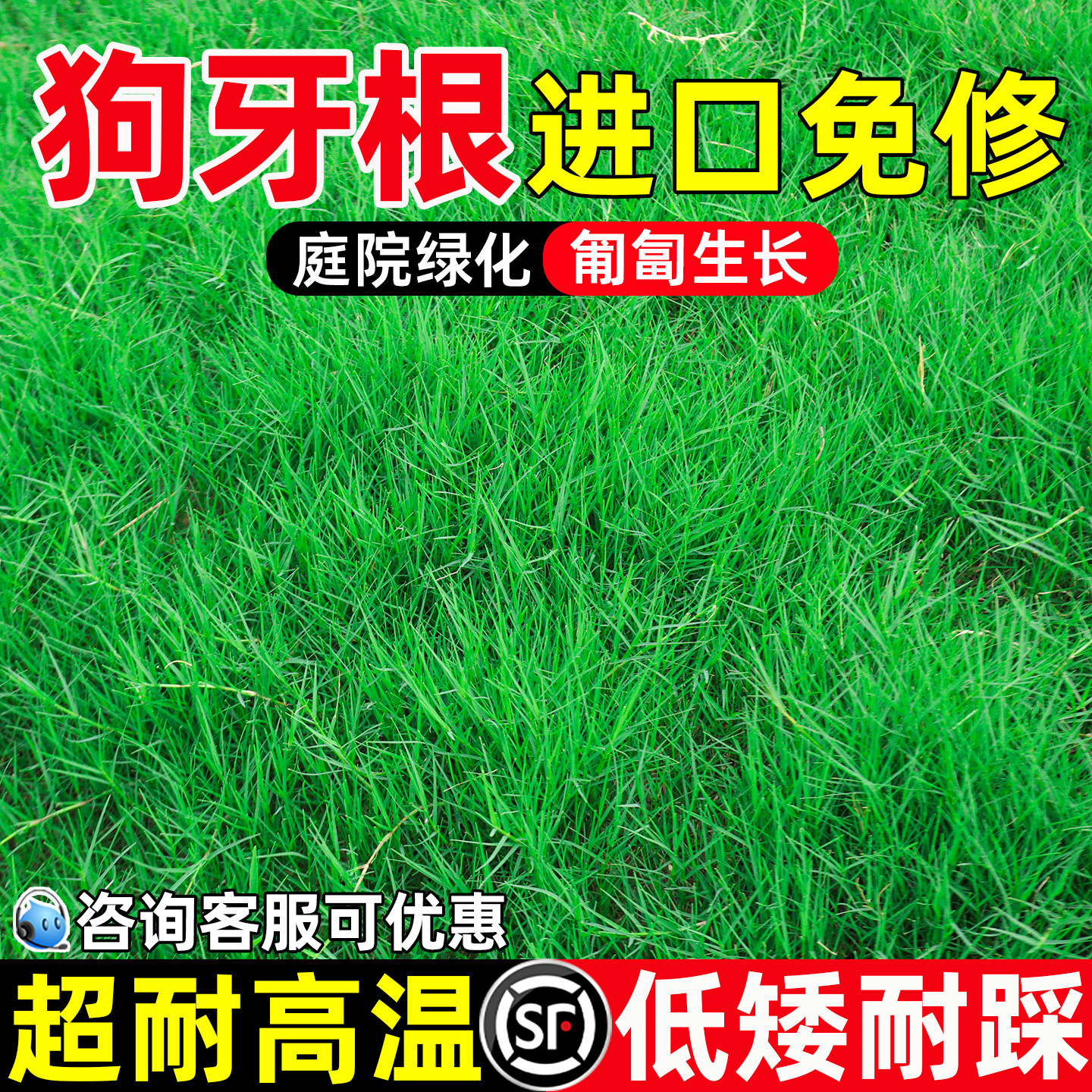进口狗牙根草籽庭院公园绿化草坪