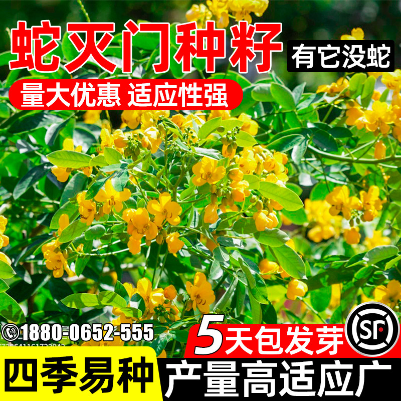 蛇灭门种籽护坡固土驱虫驱蛇草籽工程绿化边坡复绿耐盐碱灌木种子