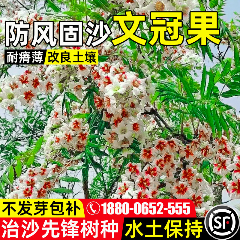文冠果防风固沙生态修复水土保持