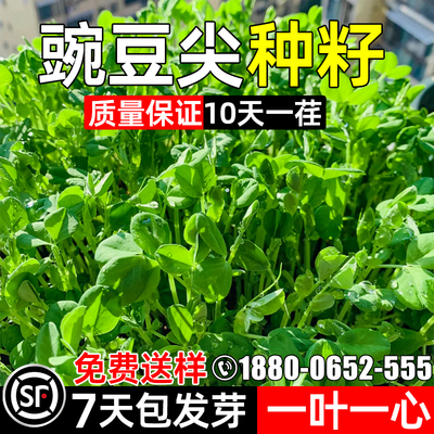 豌豆苗种子蔬菜种子豌豆尖四季种