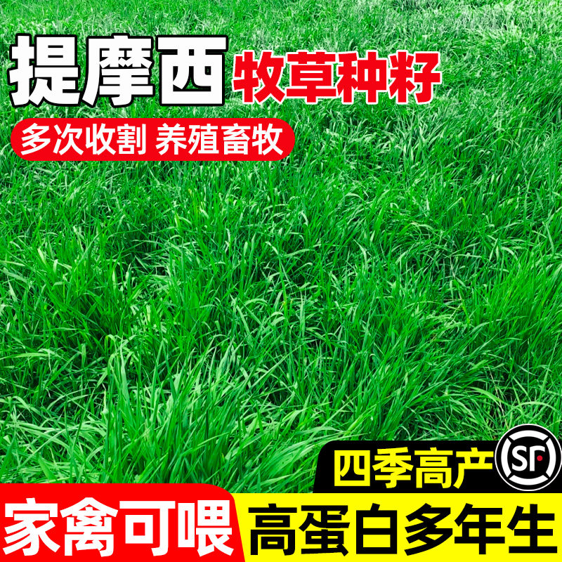 提摩西多次收割养殖畜牧家禽可喂
