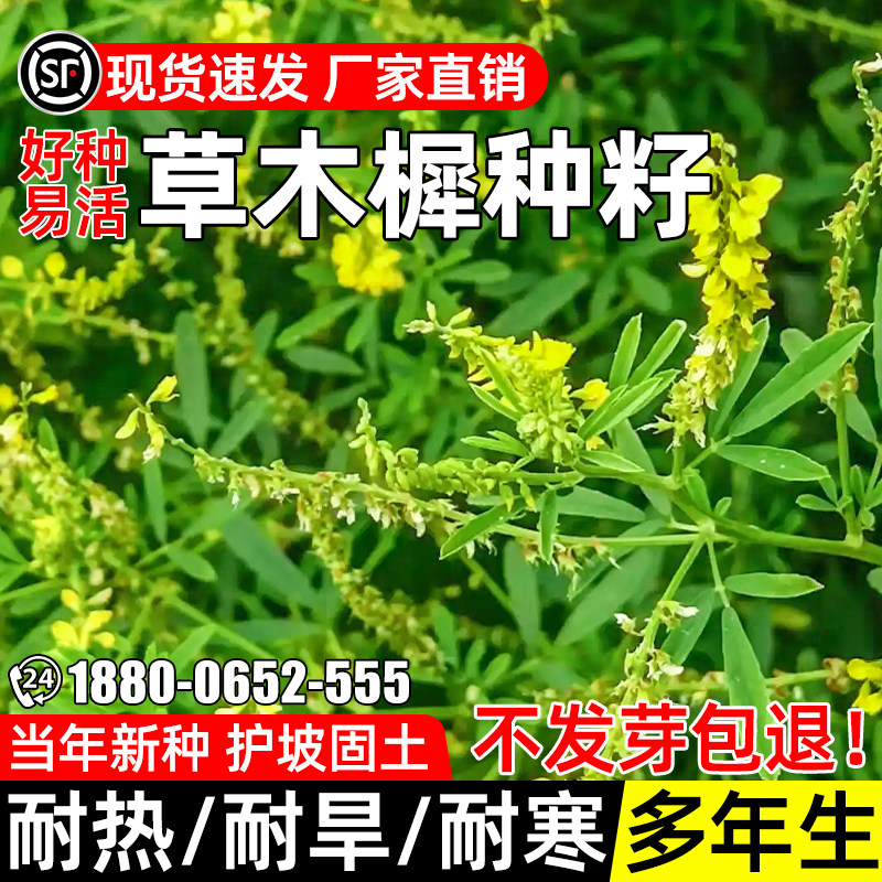 草木樨种子牧草种子蜜源植物护坡