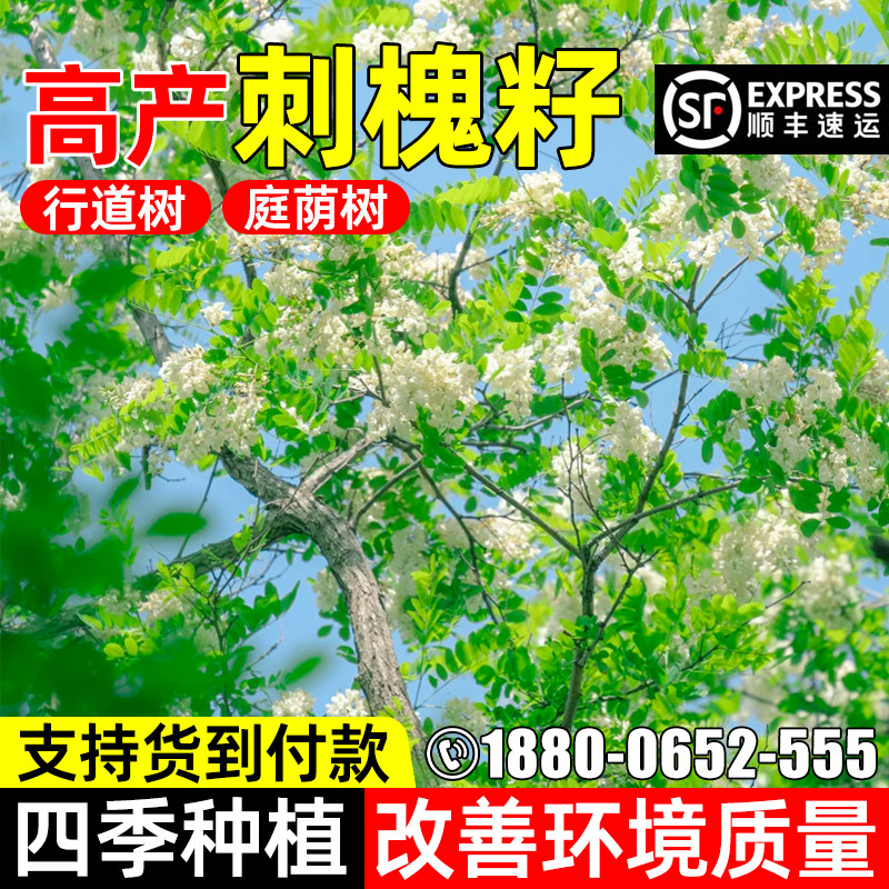 高产刺槐多年生灌木草籽白槐花