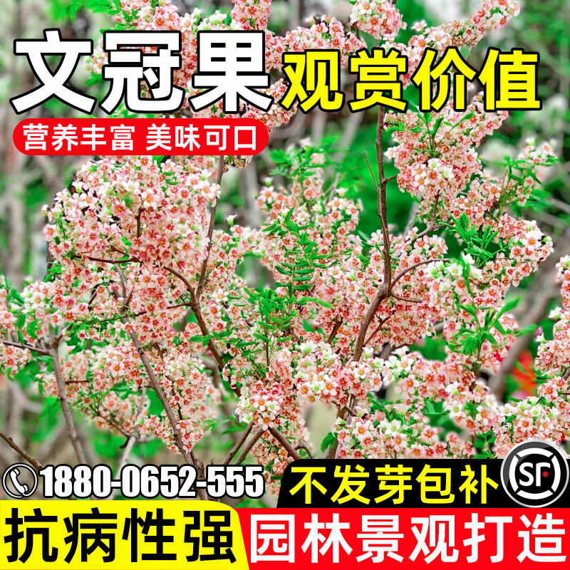 文冠果灌木种籽园林绿化护坡固土