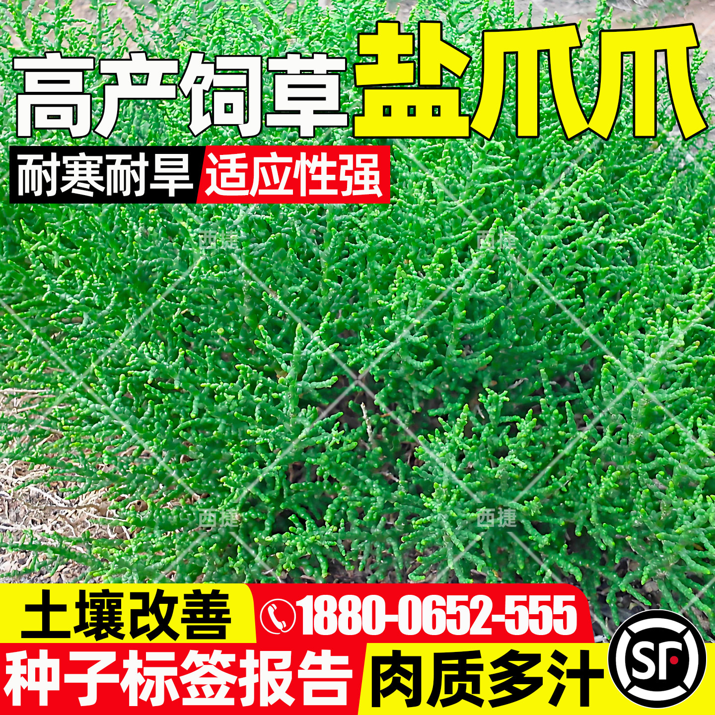 盐爪爪四季高产生态修复饲用牧草
