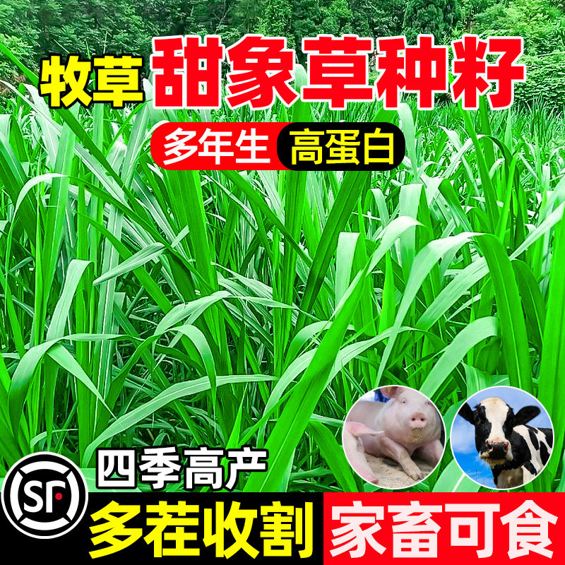 甜象草种籽多茬收割四季高产草籽家畜喜食畜牧养殖多年生牧草种子