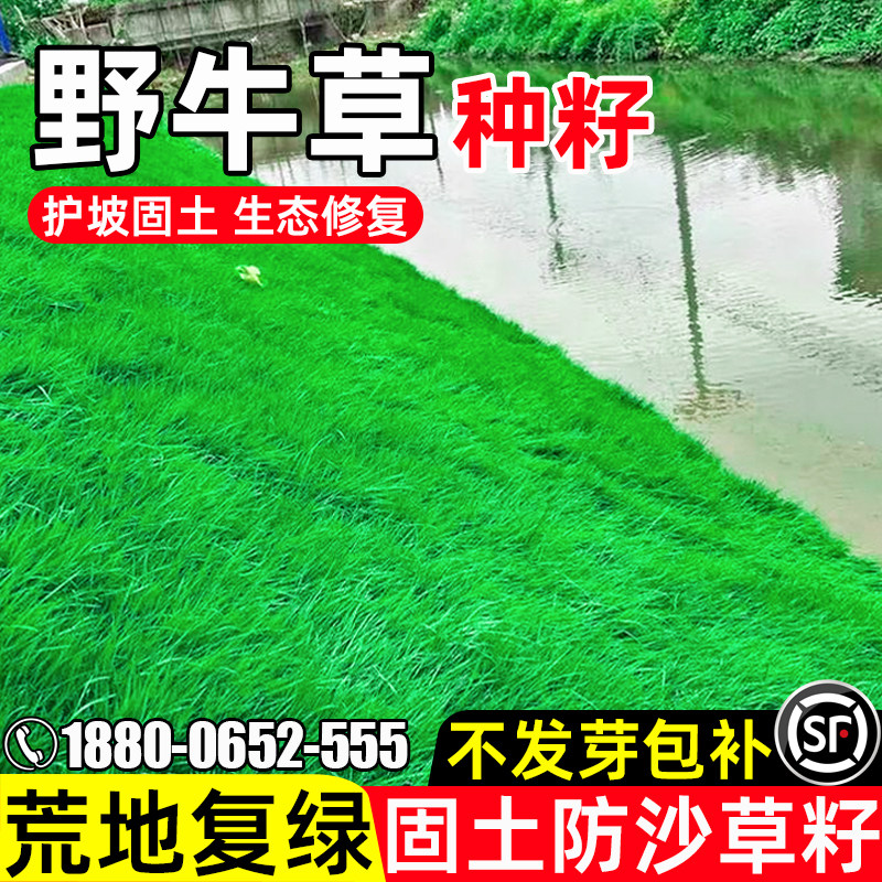 野牛草护坡固土耐寒耐旱生态修复