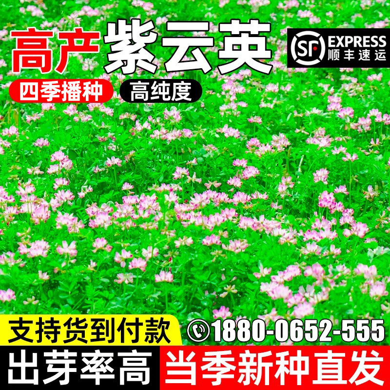 牧草种子紫云英种籽花海观赏