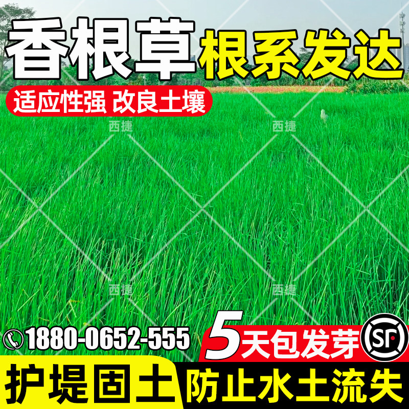 香根草四季常青改良土壤护堤固土