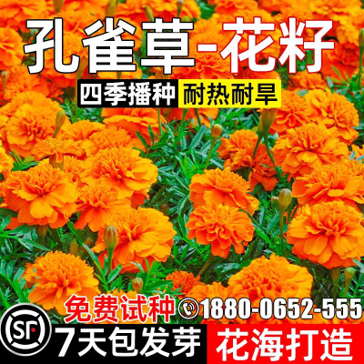 孔雀草花种子庭院小区公园花海