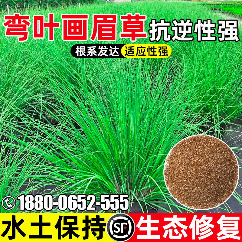 弯叶画眉草籽四季常青多年生