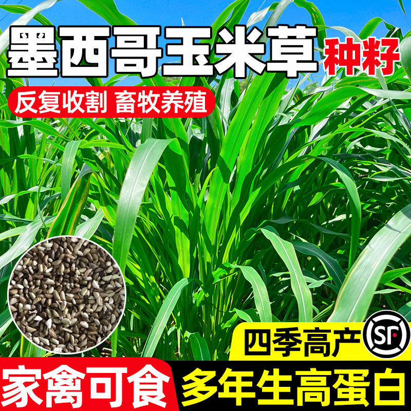 墨西哥玉米草畜牧养殖家禽可食
