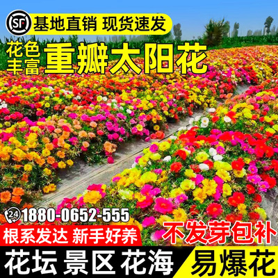 重瓣太阳花花坛景区花海观赏种子