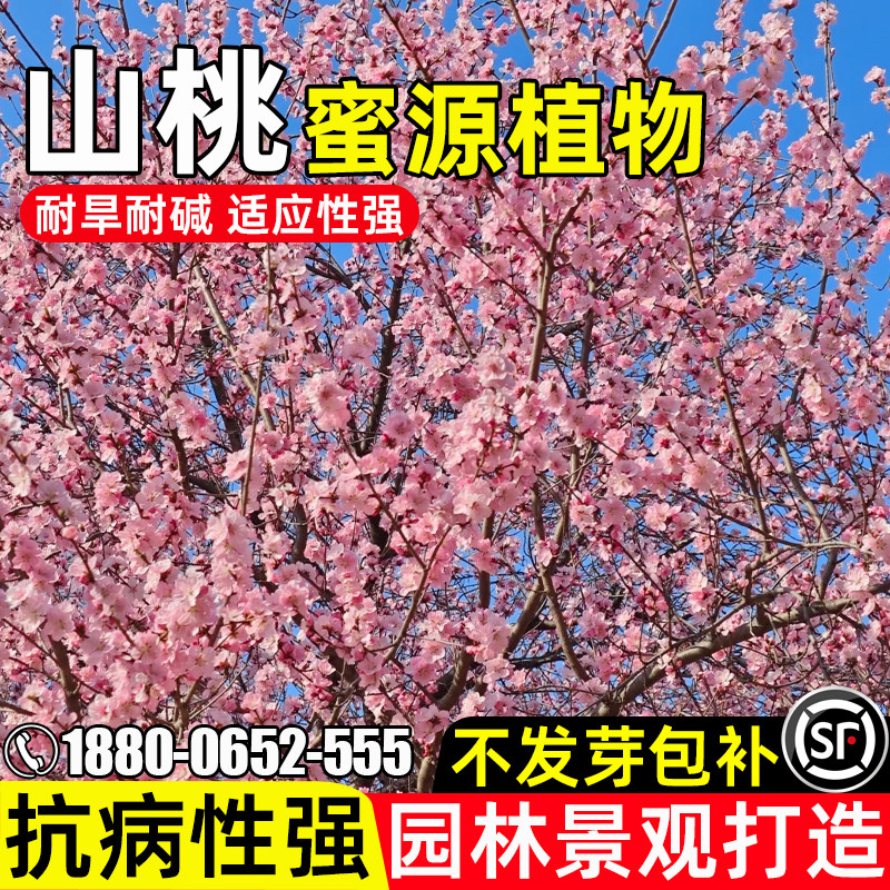山桃种子多年生耐旱灌木种籽公园道路绿化造景观赏水土保持山桃树