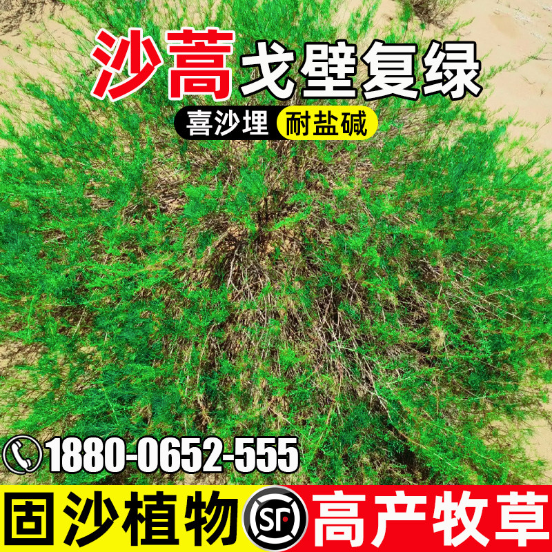 沙蒿耐寒耐旱荒漠复绿植被绿化